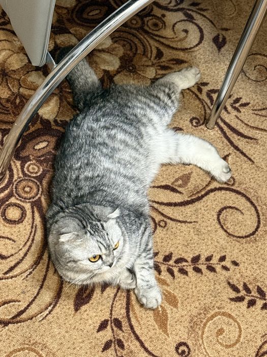 Продается кошечка.