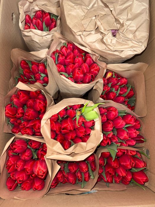 тюльпаны в наличий