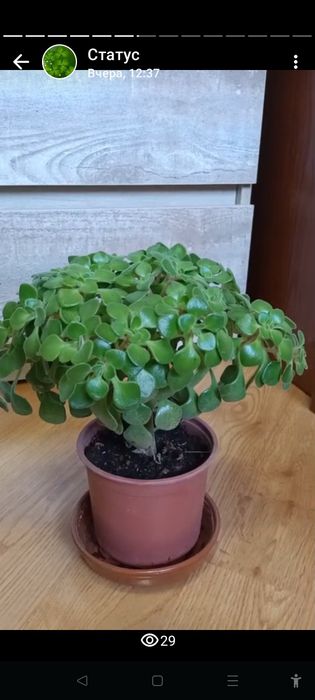 Продам цветы комнатные