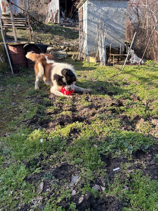 Подарявам мъжко куче Московска страживая