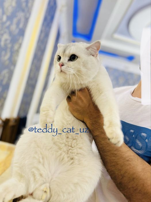 Снежок Серебряная Шиншила ищет невест