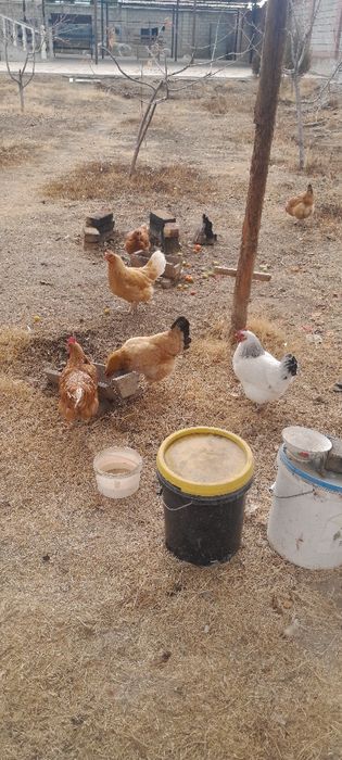 Продаётся домашние курицы несушки