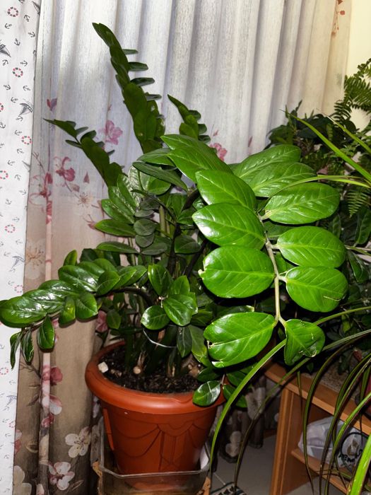 комнатные цветы