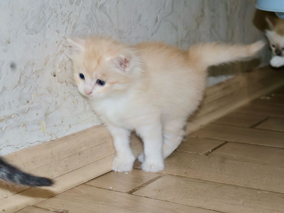 прекрасные котята