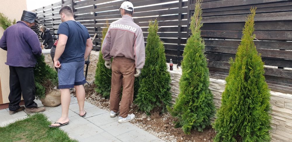 Vindem tuia smaragd de mai multe dimensiuni