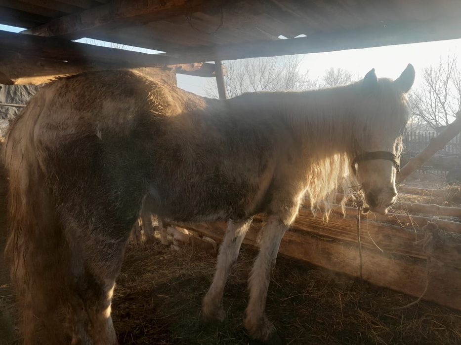 Продам   кобылу.