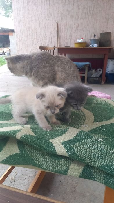 Продам  котят мальчики