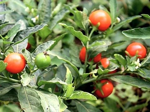 АШВАГАНДА  (индийский женьшень) саженцы