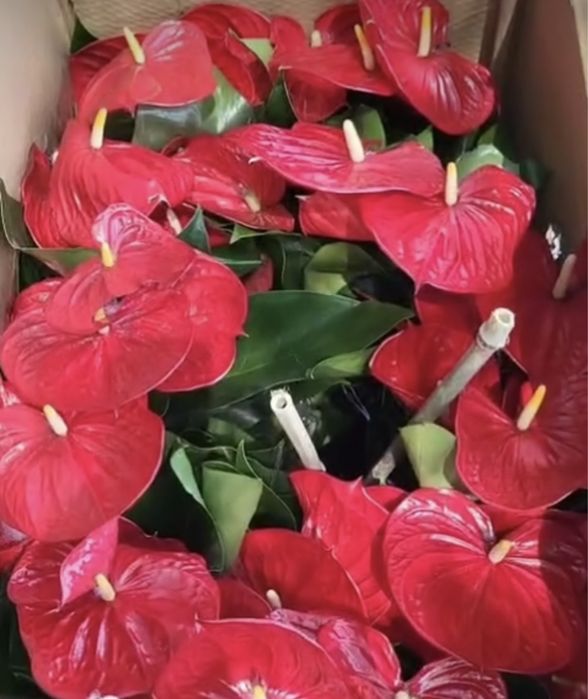 Комнатные растения