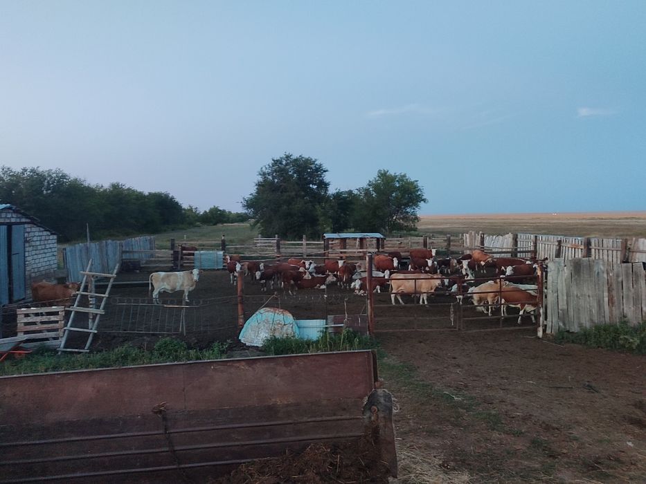 Ферма , личное подсобное хозяйство