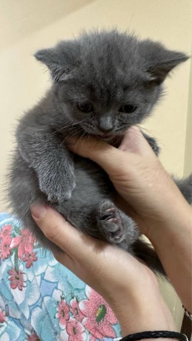 Продаются шотландские котята, сотилади