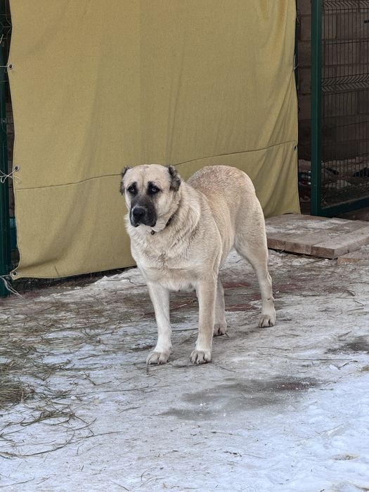 Продам щенков кангала