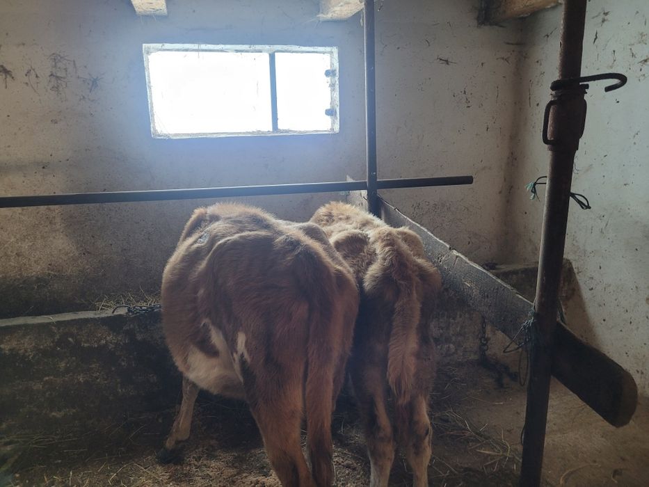 Vand 3 juninci si un tauras