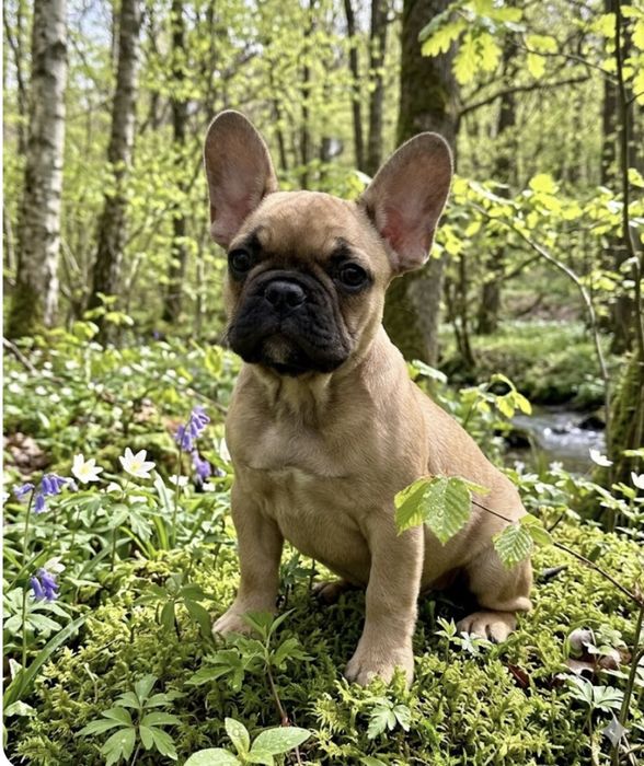 Шикарные девчули француженки