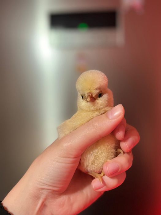 Ouă  pentru incubat paduana chamoise.