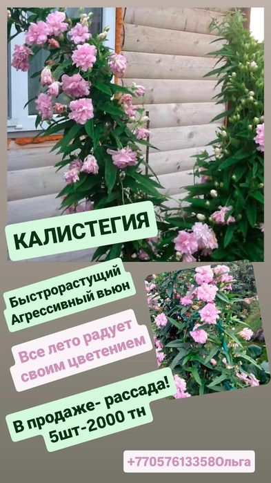 Вьюн многолетний калистегия!
