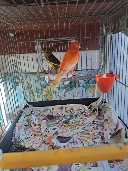 Продавам канарчета