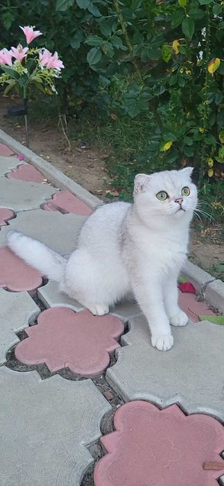 Baiat superb scottish fold cu pedigree