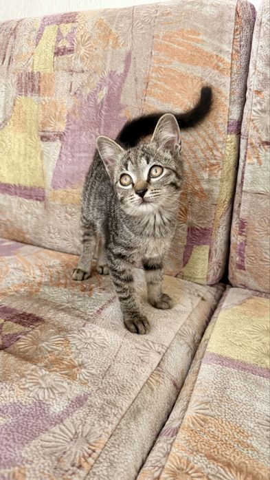 Котенок бесплатно