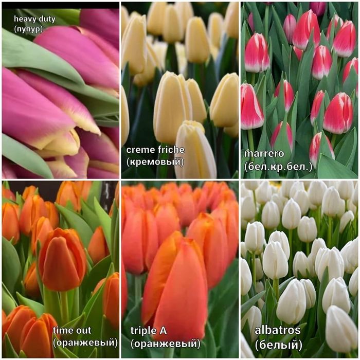 Оптом тюльпаны с теплиц