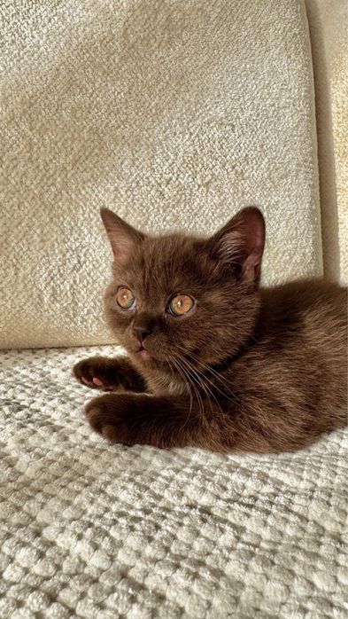 Котенок шотландский скоттиш