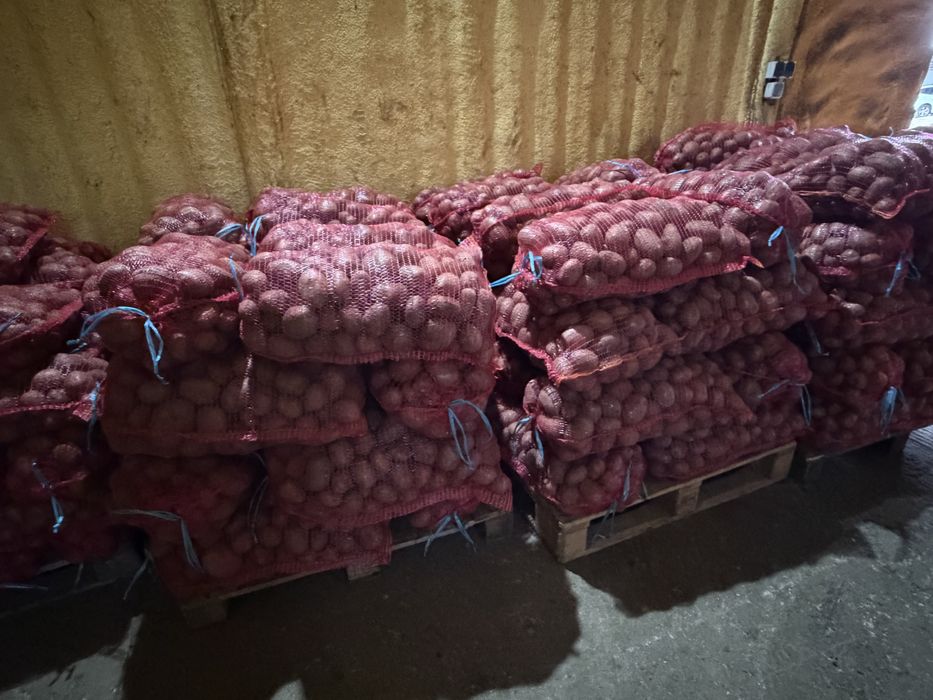 Cartofi de consum recent ambalat belarosa