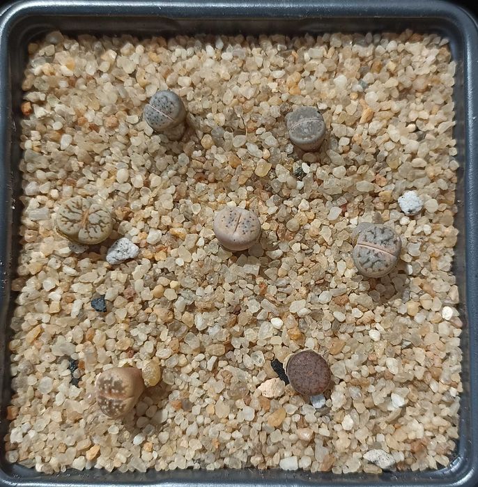 Литопсы-суперсуккуленты