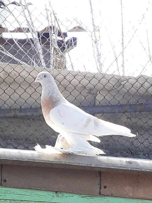 Продам голубей !