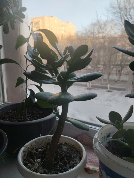 Комнатные цветы ( денежное дерево)