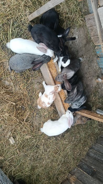 Iepuri de vânzare rasa uriaș german/belgian/fluture francez janet/ hycole fac si schimb