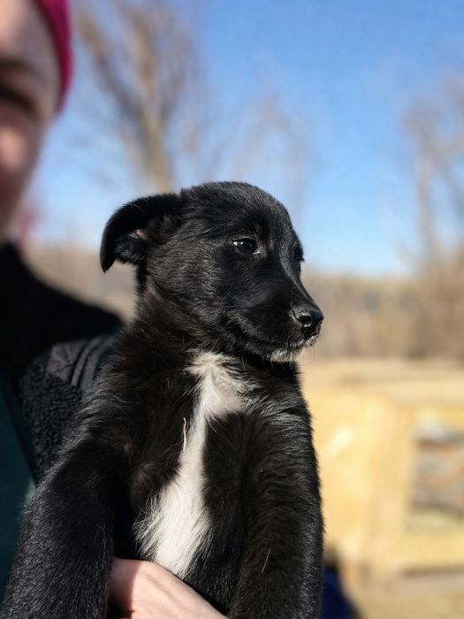 Щенки мальчики бесплатно