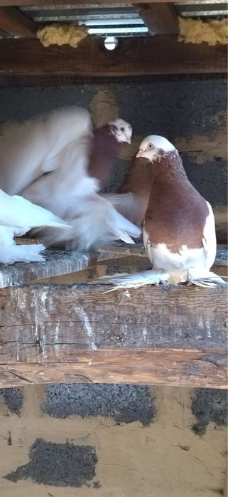 Продаются голуби разных пород