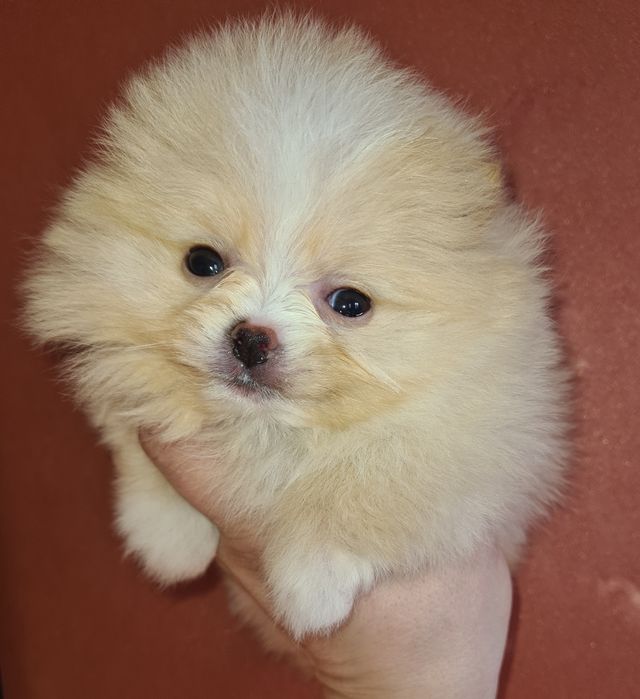 Продам щенков шпица.