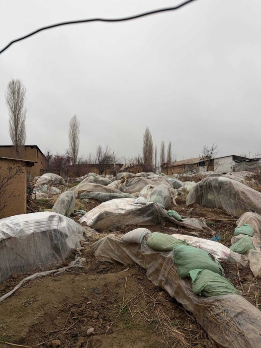 Шодлик Тойхонаси  1-ЛИНИЯ   11 сотик йер Срочно сотилади Фасад  20/54