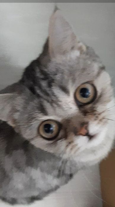 Продам кошечку британской породы ,