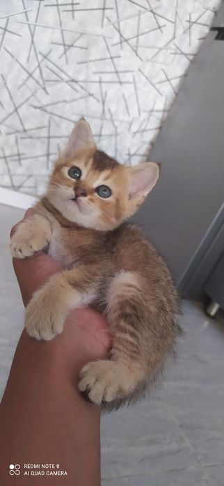 Вяска залатой шиншилла