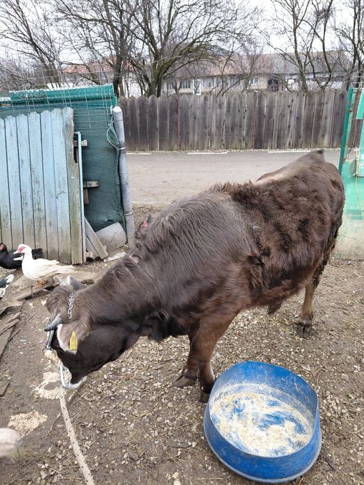 Vitea de 1 an de vanzare