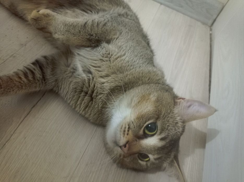 Zolotay shinshila sotiladi parodali emlangan mushuk