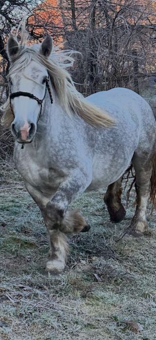 Vand sau schimb manz sur