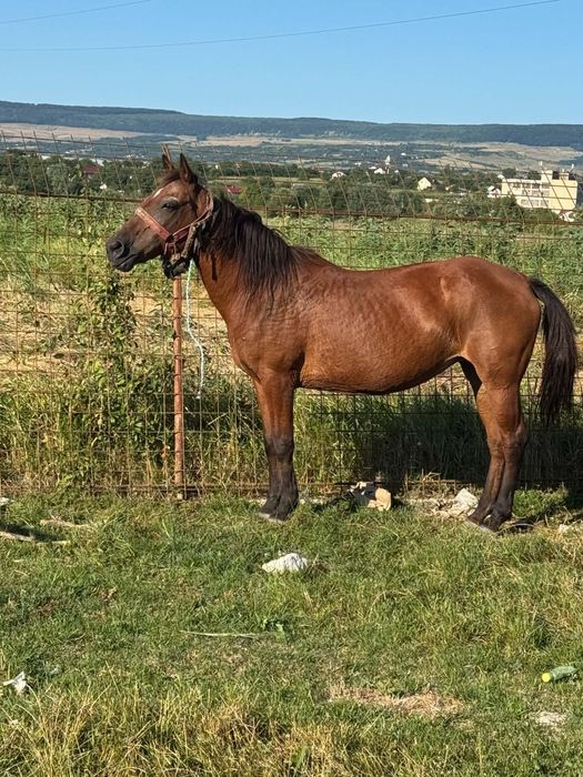 De vânzare iapă foarte blândă !