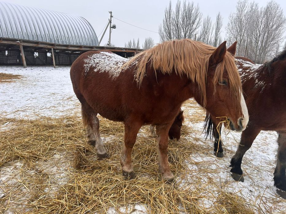 Продам кобылы тяжеловоз