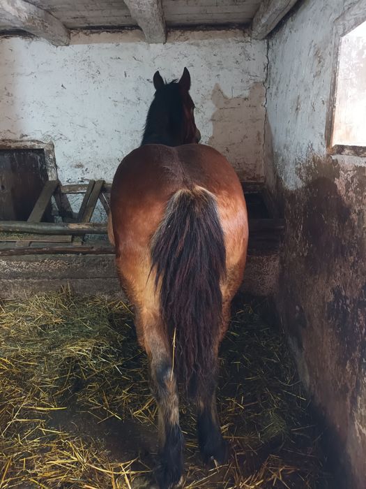 Mânz murg de vânzare