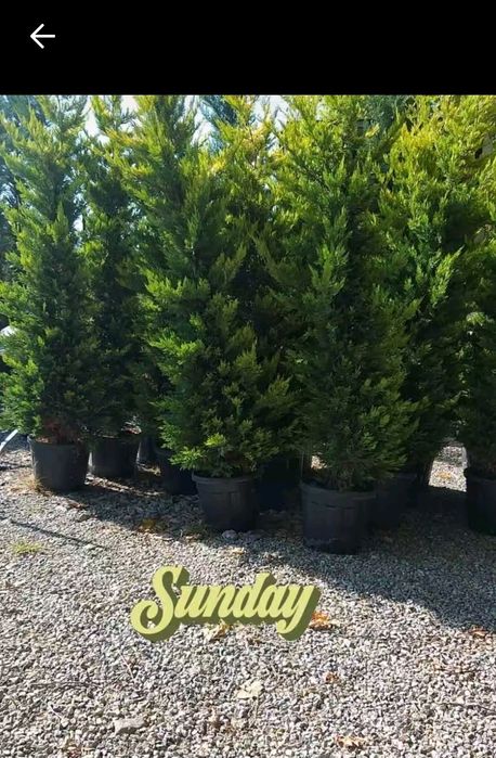 Chiparos leylandi la oferta!!!300 lei