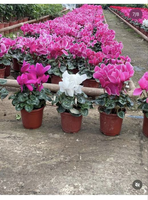 Цикламен, роза оптом багада