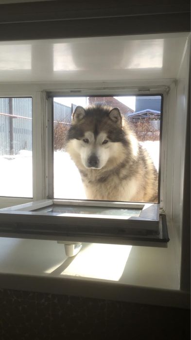 Отдам бесплатно