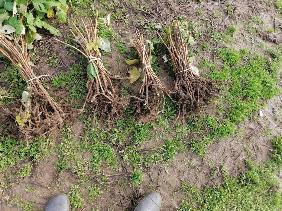 разсад за малини