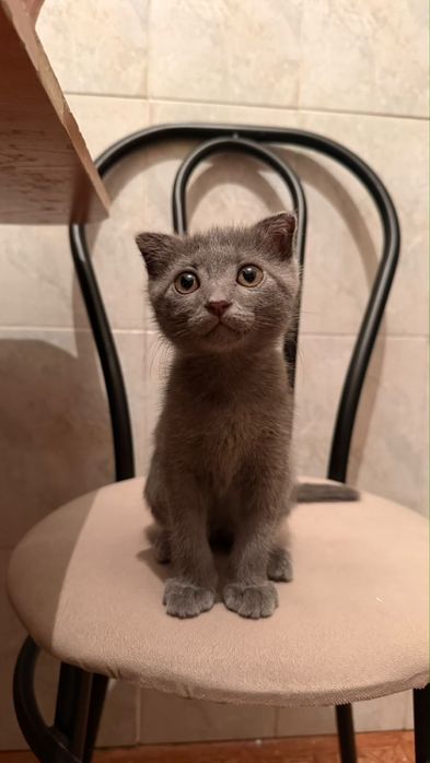 Отдаю котенка в добрые руки