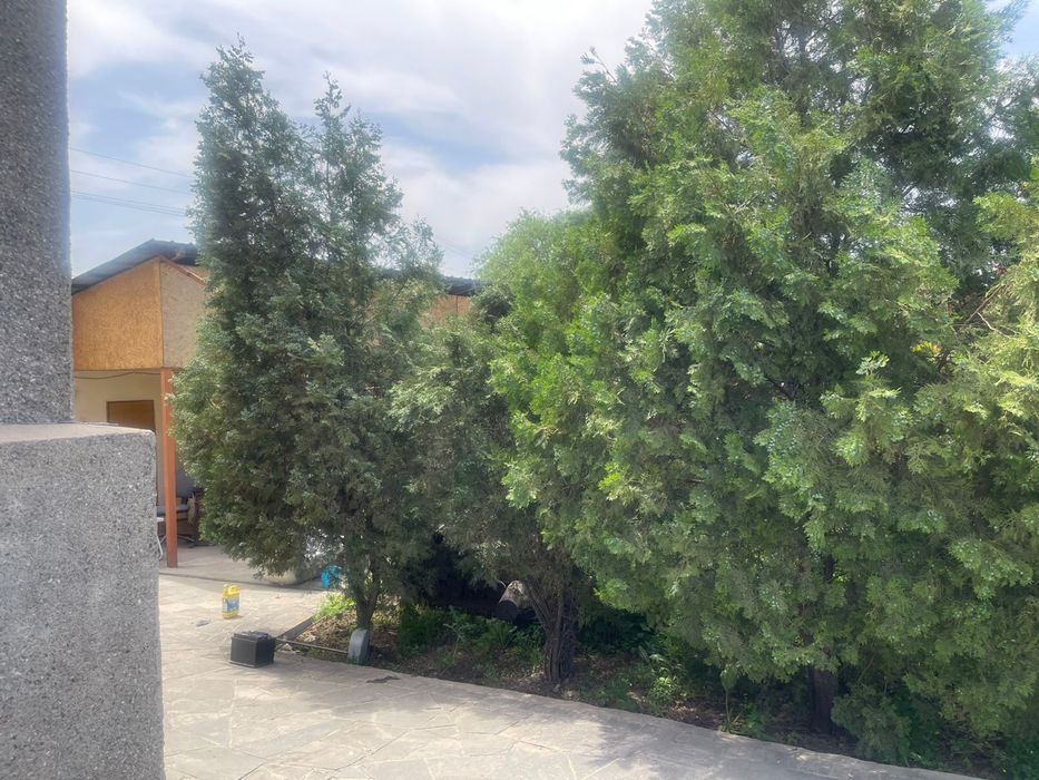 Елки живые для ландшафта