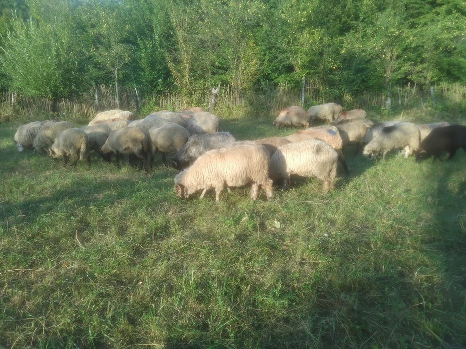 Oi de vanzare Arges