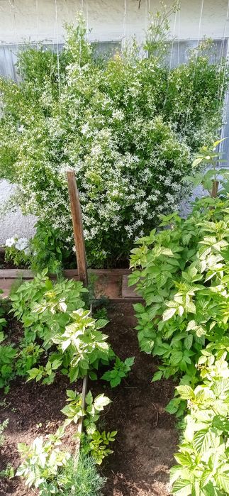 Прода м дачу сад Южной